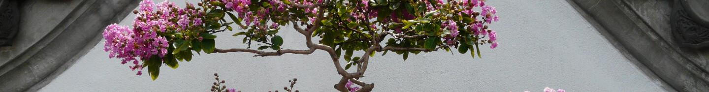 Bg Image
